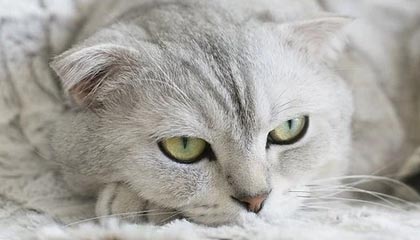 fb体育APP-亚洲杯中国青年队逆转 球迷情绪高涨，亚洲杯中国男