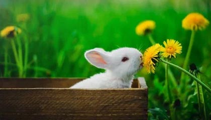 fb体育官网入口-广东宏远连续夺冠纪录备受关注，广东宏远队总冠军领奖画面