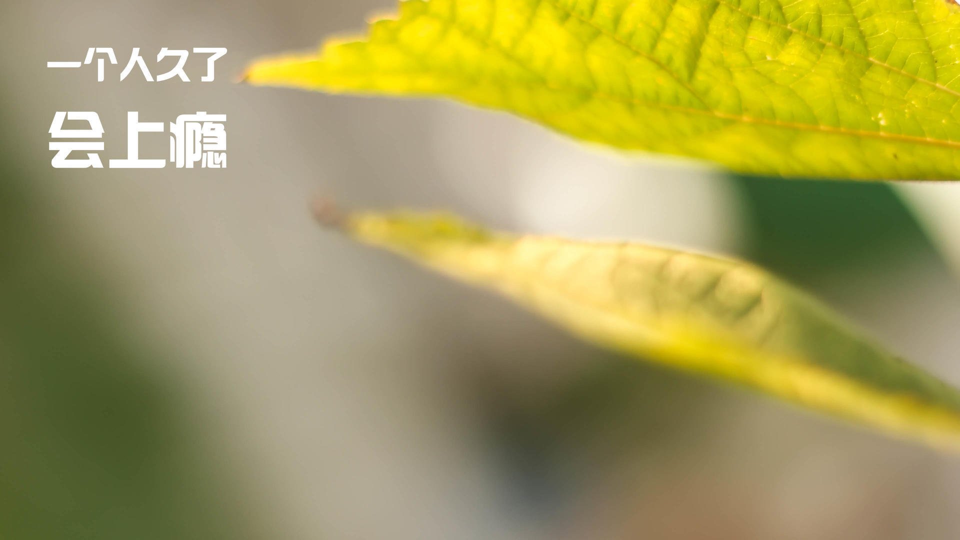 王者荣耀 新战术体系逐渐形成,王者荣耀所有战术体系