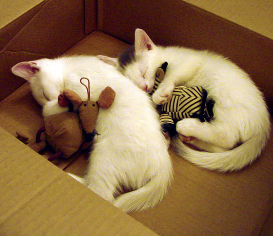 fb sports官网-KPL赛事安全保障措施强化