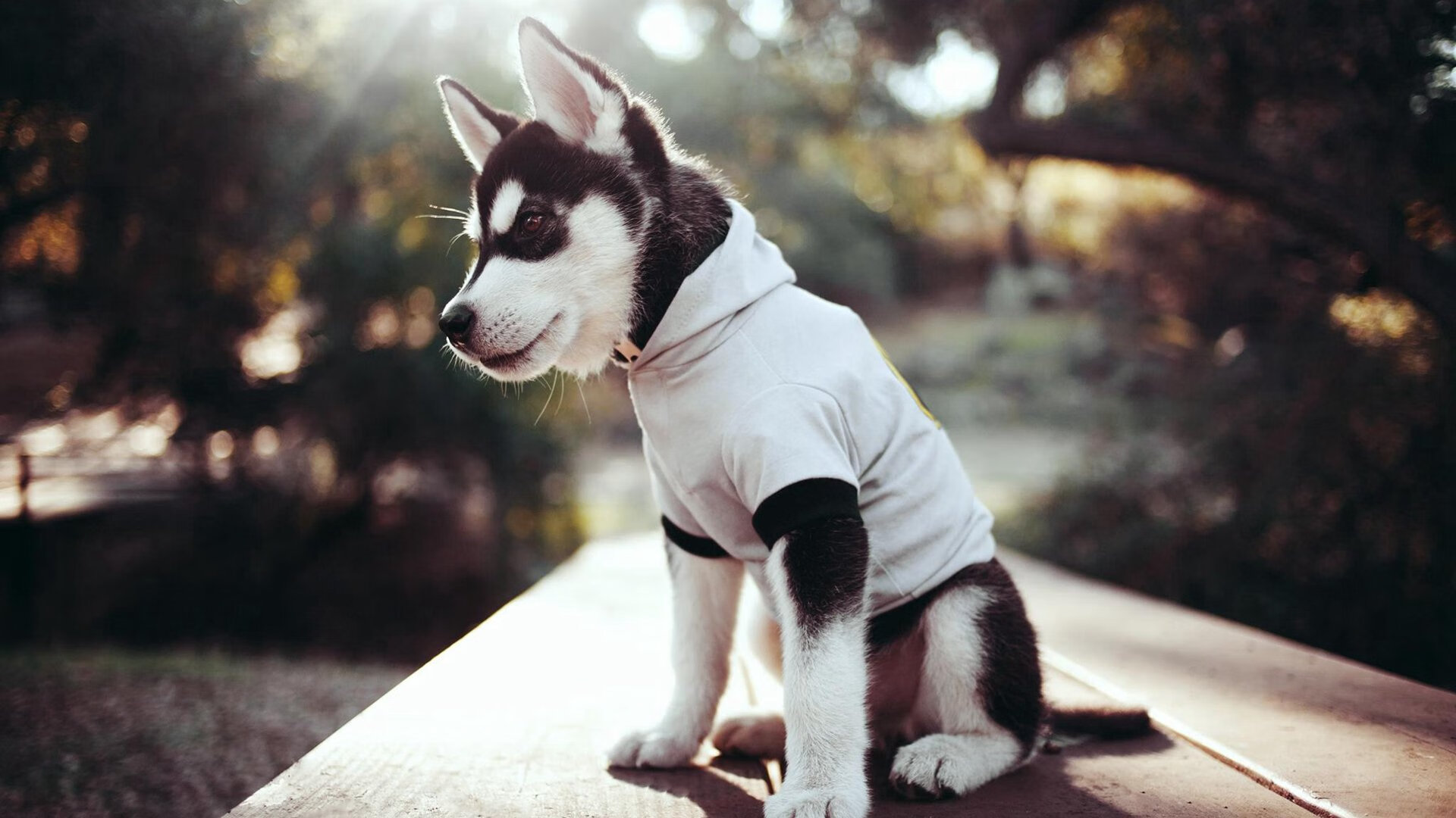 fb体育娱乐-国家队斩获欧国联胜利，指望在欧锦赛有所突破，欧国联赛程2020谁能拿冠军