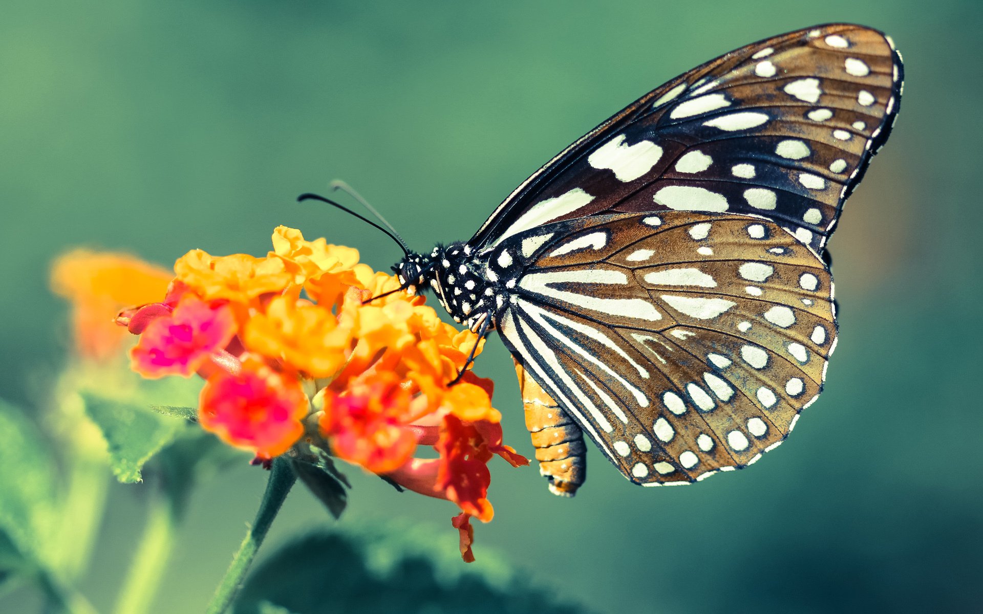 fb体育官网-横滨水手队长续约成功，横滨水手什么水平