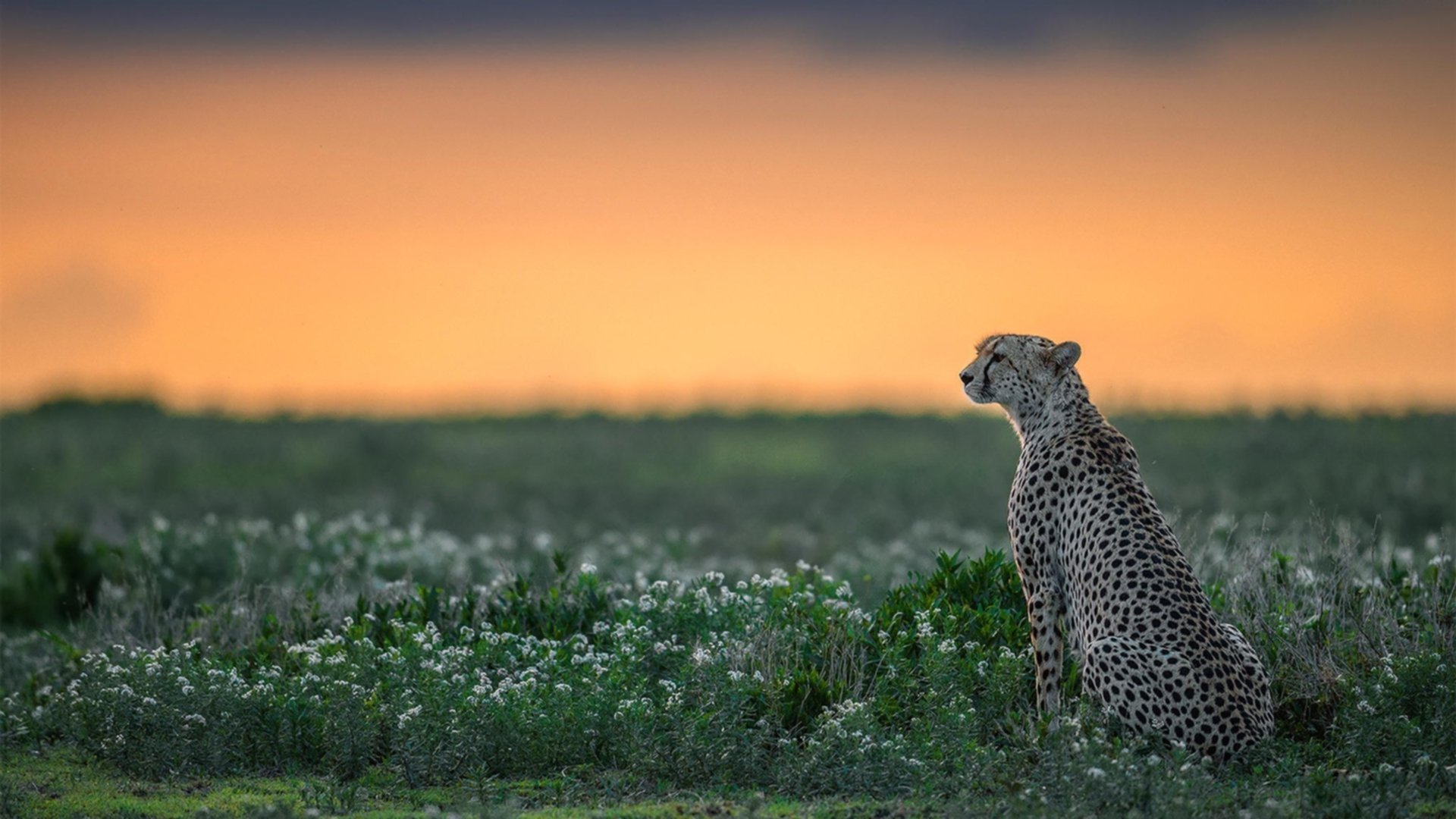 FB真人电子游戏-河床新秀球员崭露头角，河床队客场球衣