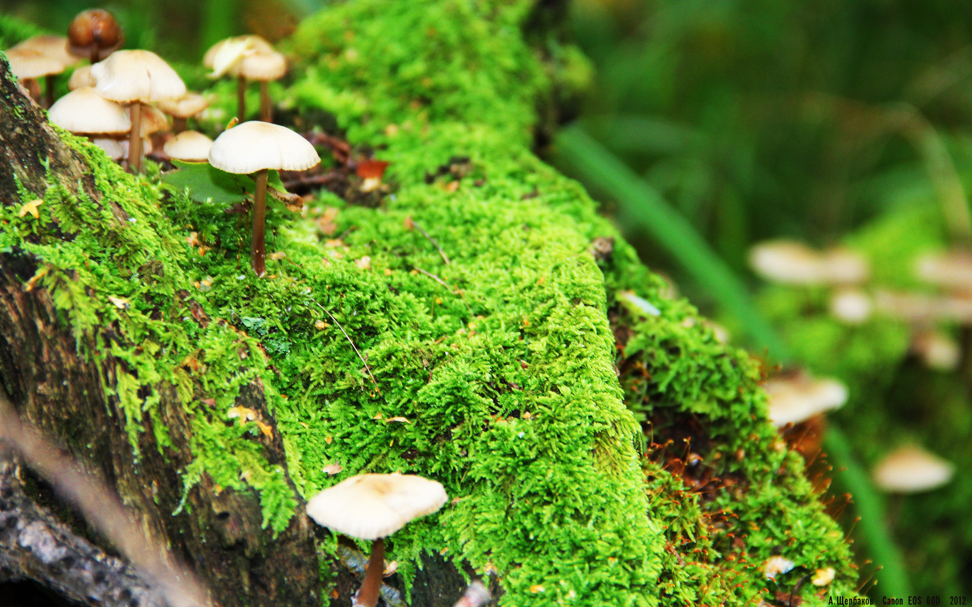 fb体育平台官网-激战激情，亚冠比赛胜负谁能破解，亚冠洲际激动情感