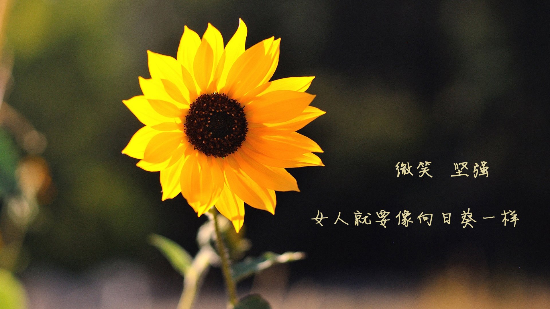 fb体育官网首页-琉球黄金国王主场连胜，士气高涨，琉球王国国王列表