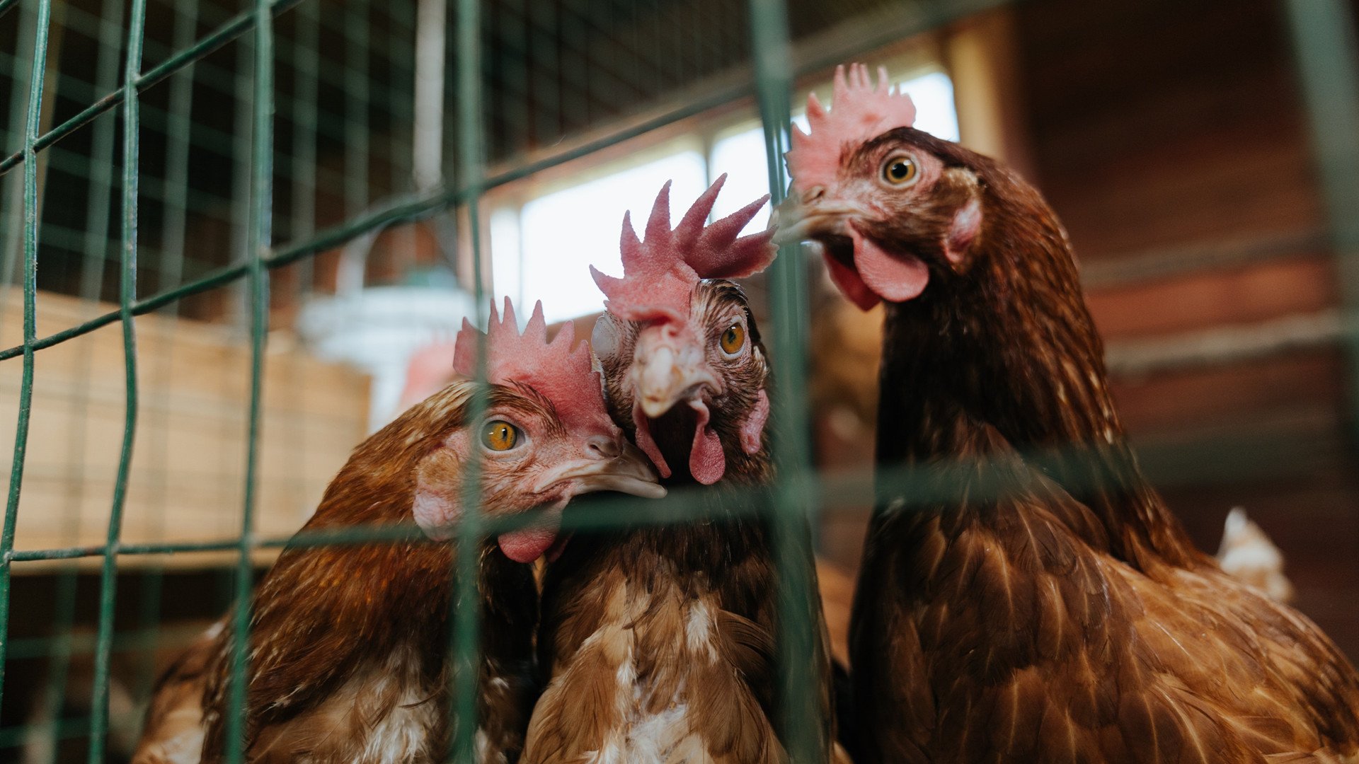 fb体育登录入口-莱比锡年轻球员崭露头角，莱比锡是什么球队