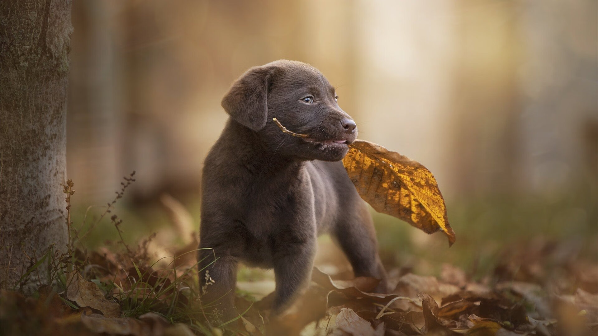 fb体育平台官网-雄鹿击败热火总比分-领先系列赛，雄鹿vs热火第一篇