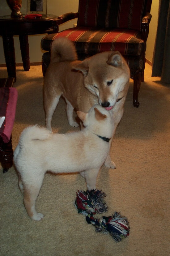 fb体育下载-“四川省体育馆：拳击赛上的生死对决”