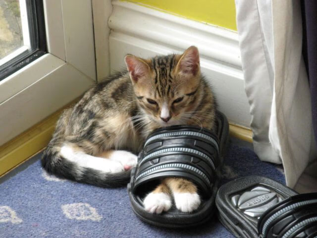 亚冠联赛中国足球平局 球迷理性看待结果,中国足球亚冠征战史