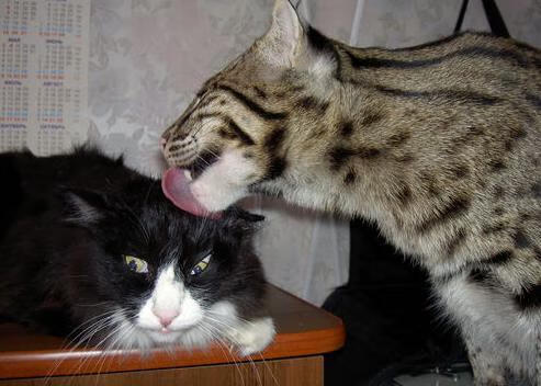 fb体育官网中国-全国跆拳道冠军赛竞技与礼仪并重，全国跆拳道锦标系列赛第二站