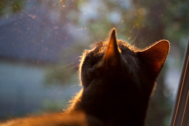 fb sports官网-职业联赛风格趋同性为何削弱比赛差异性，职业联赛的性质