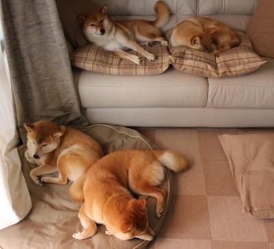 fb sports官网-斯洛文尼亚女篮在欧洲锦标赛中夺冠，展现强大实力，斯洛文尼亚女篮怎么样