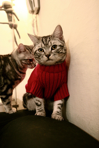 FB体育下载-荷兰女将仰泳节奏精准衔接，世界女游泳运动员名将荷兰